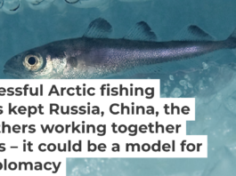 An Arctic cod (Boreogadus saida) swims under the ice. Erling Svensen/Artsdatabanken, CC BY